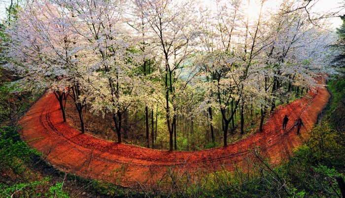 [Daejeon] Sendero Hwangtot-gil del Monte Gyejoksan (계족산 황톳길)