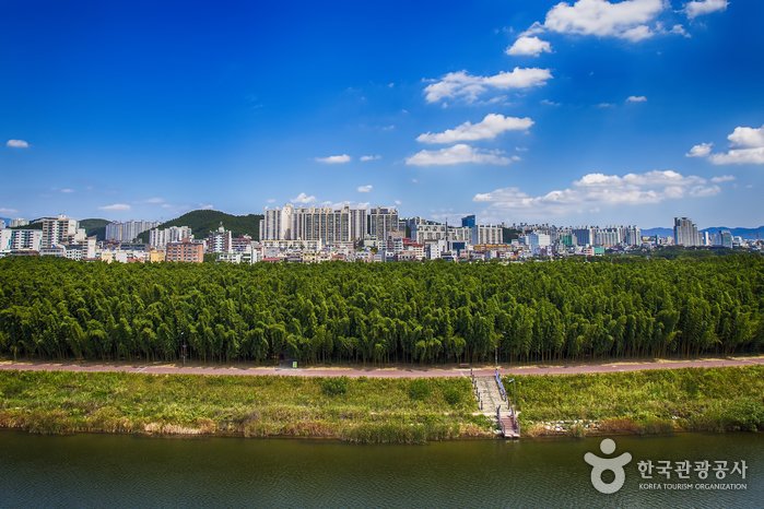 [Ulsan] Jardín Nacional del Río Taehwagang y Bosque de Bambú Simni (Sendero de la Vía Láctea) (태화강 국가정원 십리대숲 (은하수길))