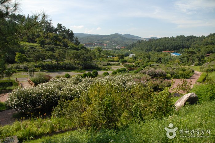 [Sejong] Bosque Recreativo Geumgang (Arboreto Geumgang, Museo Forestal) (금강자연휴양림(금강수목원,산림박물관))