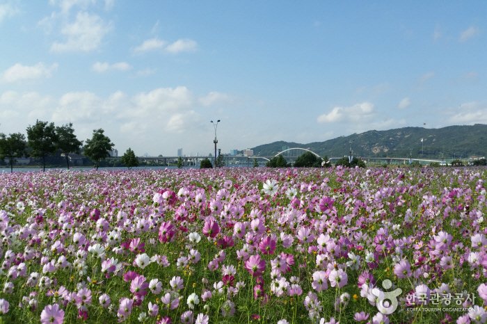 [Gyeonggi-do] Parque Guri del Río Hangang (Parque Cosmos) (구리시민한강공원(코스모스공원))