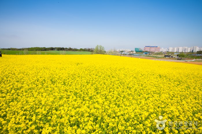 [Gyeonggi-do] Anseong Farmland (안성팜랜드)
