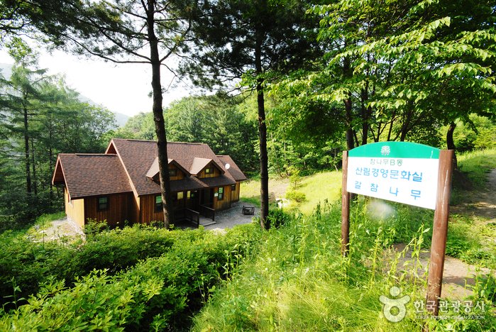 [Gyeonggi-do] Bosque Recreativo del Monte Jungmisan (중미산자연휴양림)