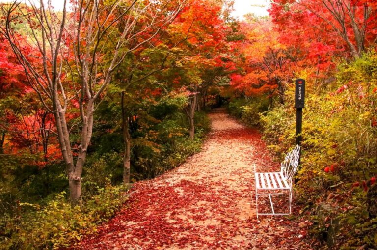 [Gyeonggi-do] Bosque Seohuri (서후리숲)