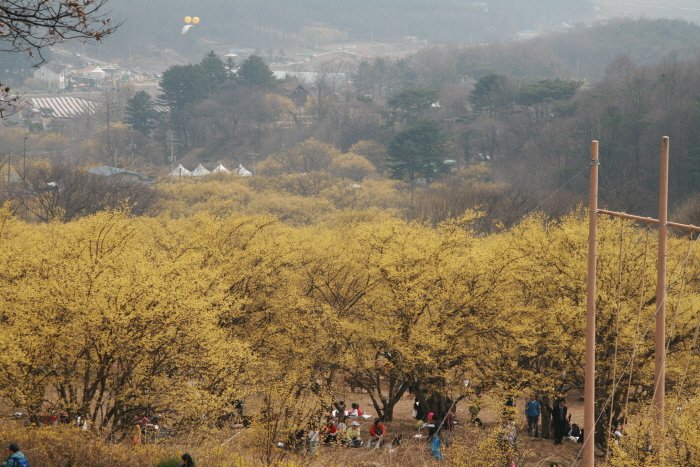 [Gyeonggi-do] Aldea Sansuyu de Icheon (이천 산수유마을)