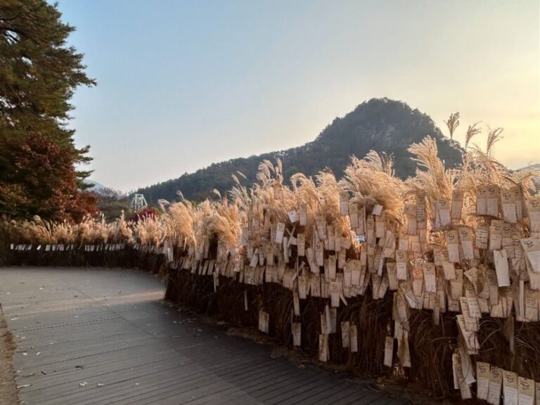 [Gyeonggi-do] Festival de los Juncos del Monte Myeongseongsan y el Lago Sanjeong en Pocheon (포천 산정호수 명성산 억새꽃축제)