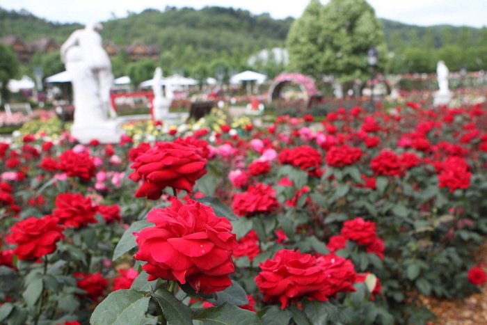 [Gyeonggi-do] Everland Rose Garden (에버랜드 Rose Garden)