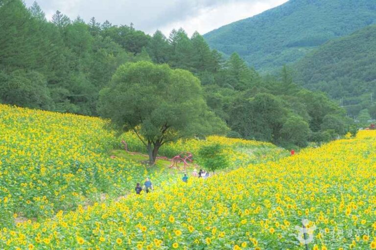 [Gangwon-do] Aldea Guwau de Taebaek (Jardín Botánico de la Meseta) (태백 구와우마을(고원자생식물원))
