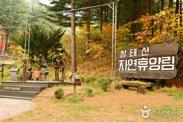 [Gangwon-do] Bosque Recreativo Nacional del Monte Cheongtaesan (국립 청태산자연휴양림)