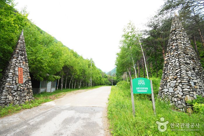 [Gangwon-do] Bosque Recreativo Nacional Sambong (국립 삼봉자연휴양림)