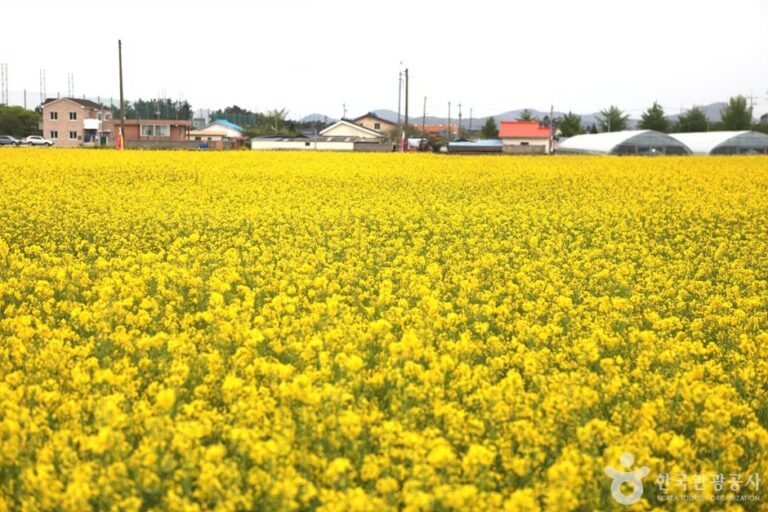 [Gangwon-do] Aldea de Flores de Colza de Maengbang en Samcheok (삼척 맹방유채꽃 마을)