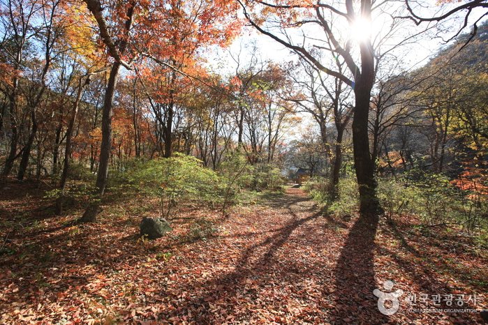 [Gangwon-do] Bosque Seonghwangrim de Seongnam-ri en Wonseong (원성 성남리 성황림)