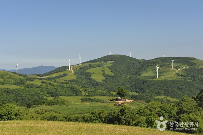 [Gangwon-do] Zona Turística Especial de Daegwallyeong (대관령 관광특구)
