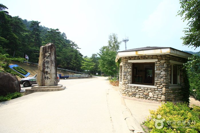 [Gangwon-do] Bosque Recreativo Nacional de Daegwallyeong (국립 대관령자연휴양림)