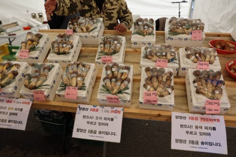 [Gangwon-do] Festival de la Seta Songi de Yangyang (양양송이축제)