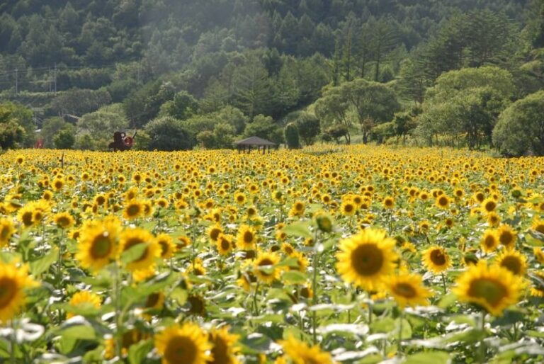 [Gangwon-do] Festival del Girasol de Taebaek (태백 해바라기축제)