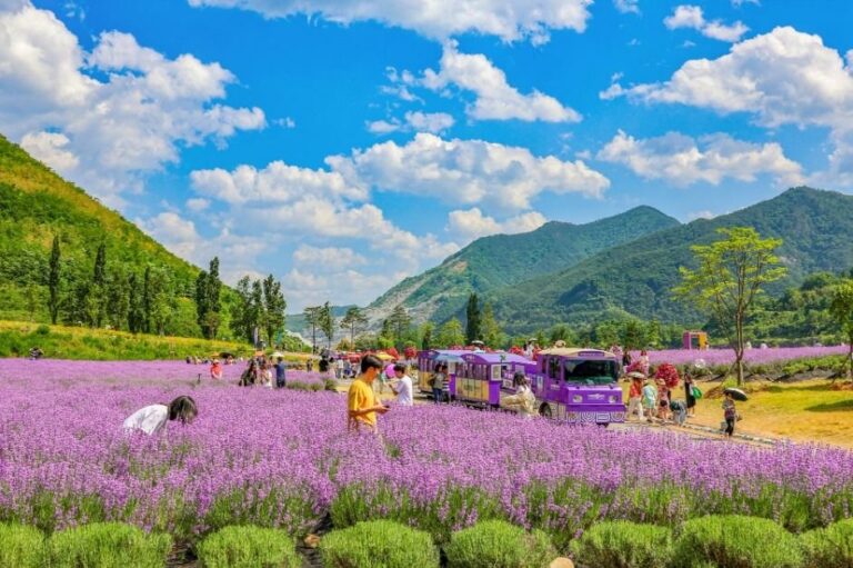 [Gangwon-do] Festival de la Lavanda de Mureung Byeolyucheonji (무릉별유천지 라벤더축제)