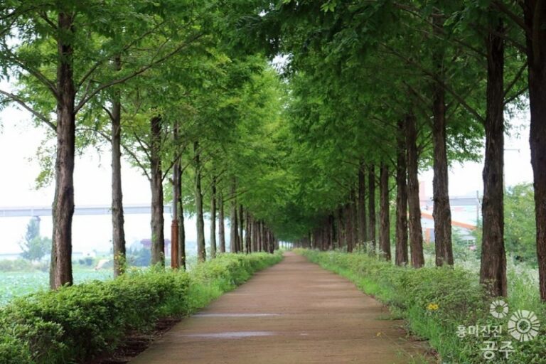 [Chungcheongnam-do] Sendero de las Metasecuoyas (메타세콰이어길)