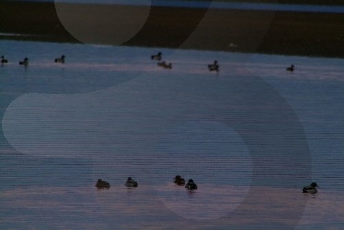 [Chungcheongnam-do] Bahía Cheonsuman (Área de Observación de Aves) (천수만(철새도래지))