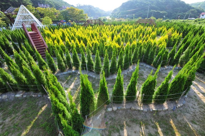 [Chungcheongnam-do] Laberinto de Anmyeondo (안면도 미로공원)