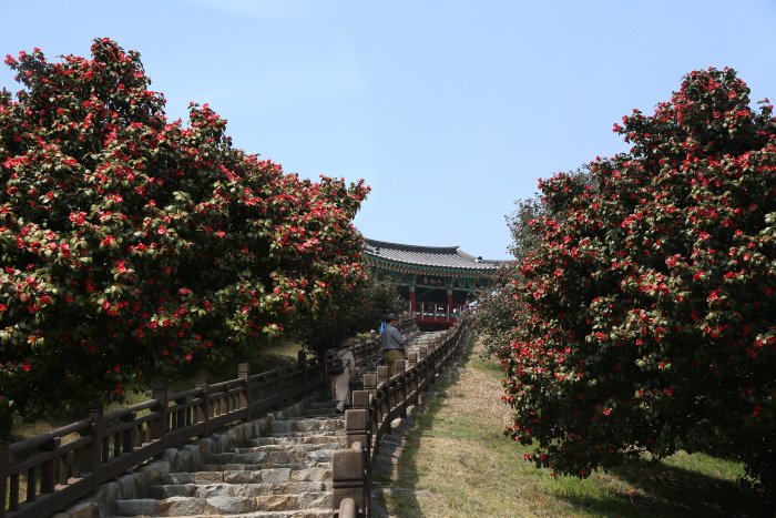 [Chungcheongnam-do] Bosque de Camelias Maryang-ri de Seocheon (서천 마량리 동백나무 숲)