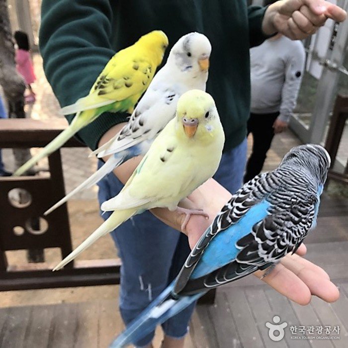 [Gyeongsangbuk-do] Bird Park de Gyeongju (경주 버드파크)
