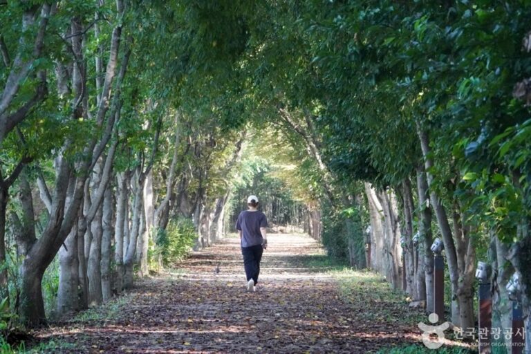 [Gyeongsangbuk-do] Jardín Millenium Forest de Gyeongbuk (경북천년숲정원)