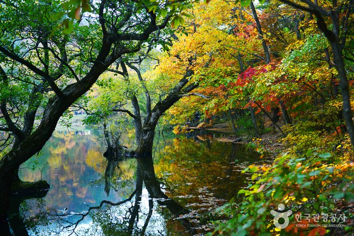 [Gyeongsangbuk-do] Embalse Jusanji (주산지 (청송 국가지질공원))