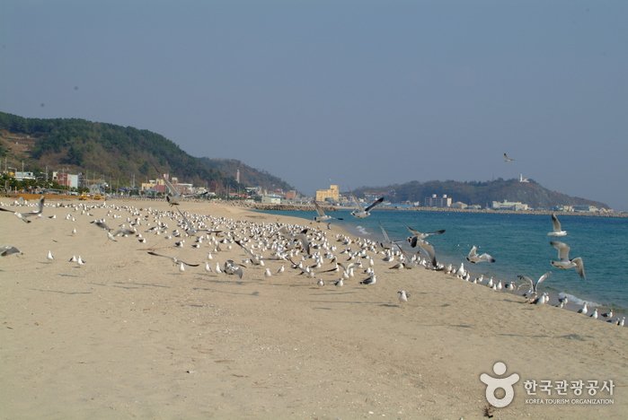 [Gyeongsangbuk-do] Playa Hupo (후포해수욕장)
