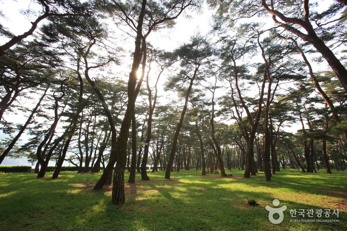 [Gyeongsangnam-do] Pinar de Hadong (하동송림)