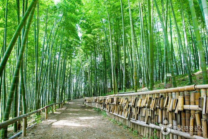 [Gyeongsangnam-do] Parque Temático Maengjongjuk de Geoje (거제맹종죽테마공원)