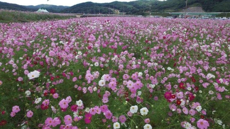 [Gyeongsangnam-do] Festival de las Flores Cosmos y el Alforfón de Bukcheon en Hadong (하동 북천 코스모스 메밀꽃 축제)