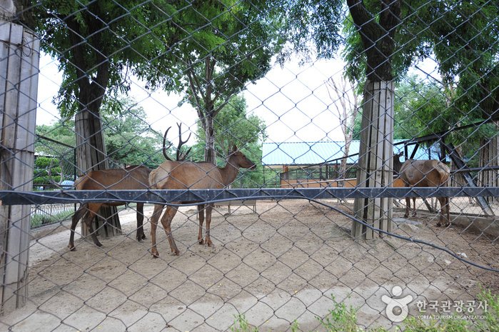 [Jeollabuk-do] Zoológico de Jeonju (전주동물원)