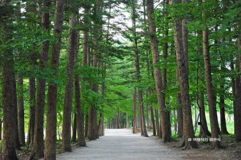[Jeollabuk-do] Sendero del Bosque de Abetos de Naesosa (내소사전나무숲길)