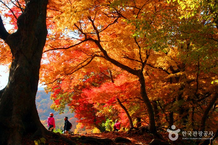 [Jeollabuk-do] Monte Seonunsan (선운산 (전북 서해안권 국가지질공원))