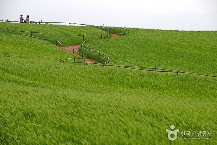 [Jeollabuk-do] Granja Borinara Hagwon (보리나라 학원농장)