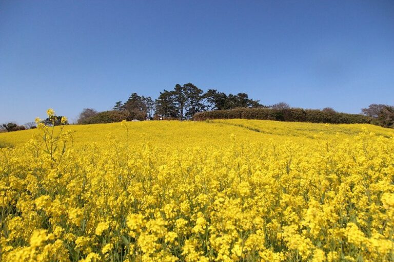 [Jeollabuk-do] Campo de Flores de Colza de Suseongdang (수성당유채꽃)