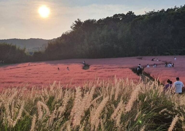 [Jeollabuk-do] Pink Muhly Zone en la Blue Farm de Gochang (고창청농원 핑크뮬리시즌)