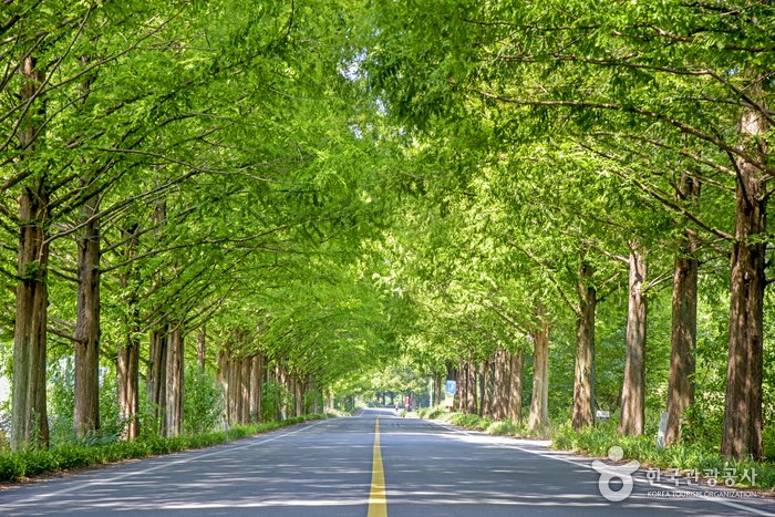 [Jeollanam-do] Sendero de las Metasecuoyas de Damyang (담양 메타세쿼이아길)
