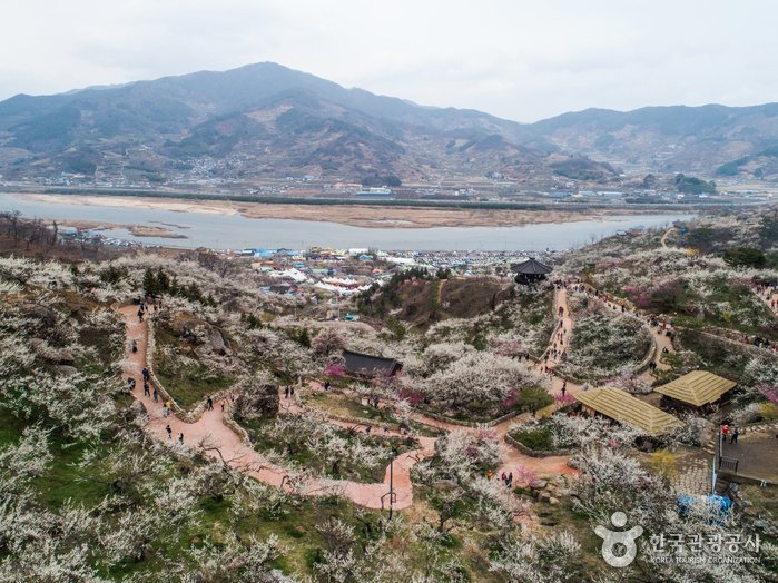 [Jeollanam-do] Aldea Maehwa de Gwangyang (광양 매화마을)