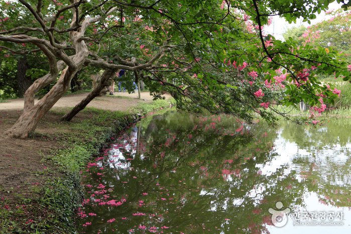[Jeollanam-do] Jardín Myeongokheon Wollim de Damyang (담양 명옥헌 원림)