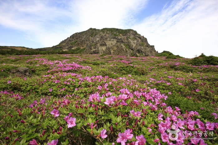 [Jeju] Ruta Yeongsil del Monte Hallasan (한라산 영실)