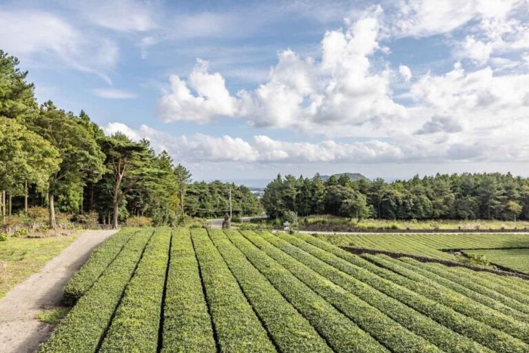 [Jeju] Campo de Té Seogwi (서귀다원)