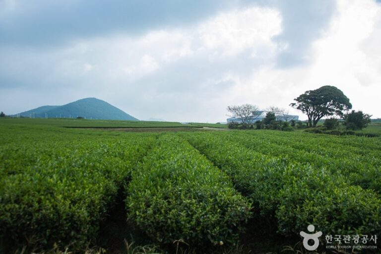 [Jeju] Campo de Té Seogwang (서광차밭)