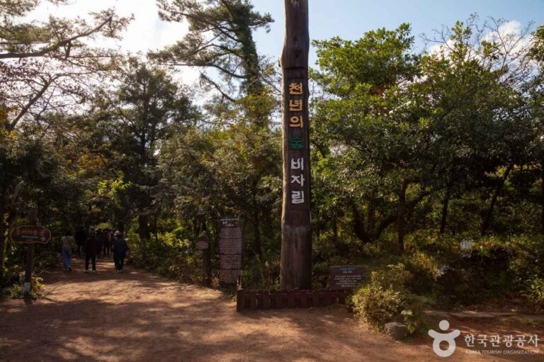 [Jeju] Bosque Bijarim (비자림)