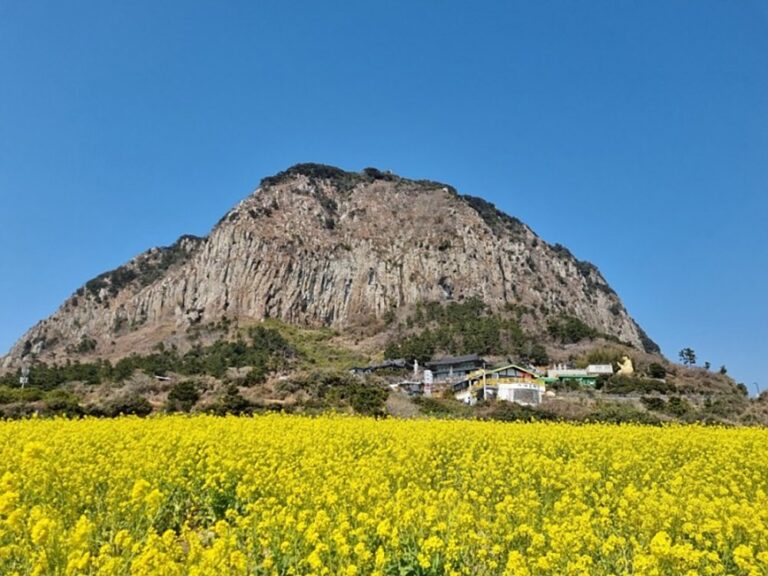 [Jeju] Campo de Flores de Colza del Monte Sanbangsan (산방산유채꽃밭)