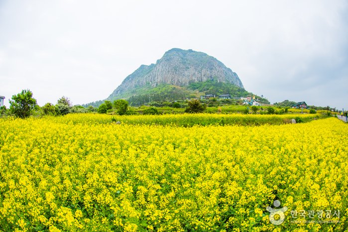 [Jeju] Monte Sanbangsan de Jeju (산방산(제주))