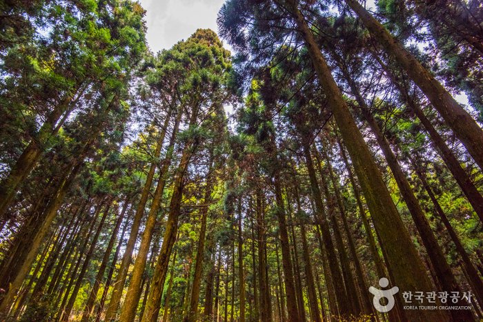 [Jeju] Sendero Forestal Saryeoni (사려니숲길)